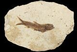 Fossil Fish (Knightia) With Floating Frame Case #181660-1